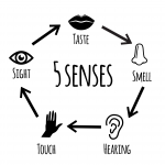 senses